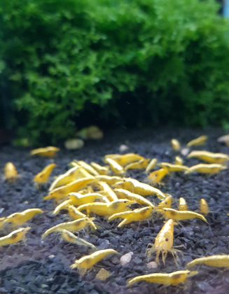 Preview: Yellow Fire Neon Stripe